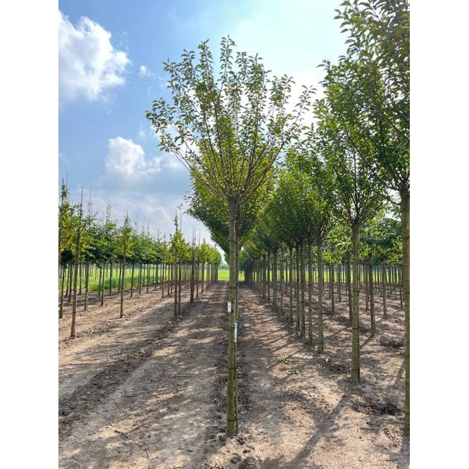 Hybridkörsbär - Prunus gondouinii 'Schnee' - Stammens omkrets 20-25 cm, höjd 4-4,5 meter, 250ST